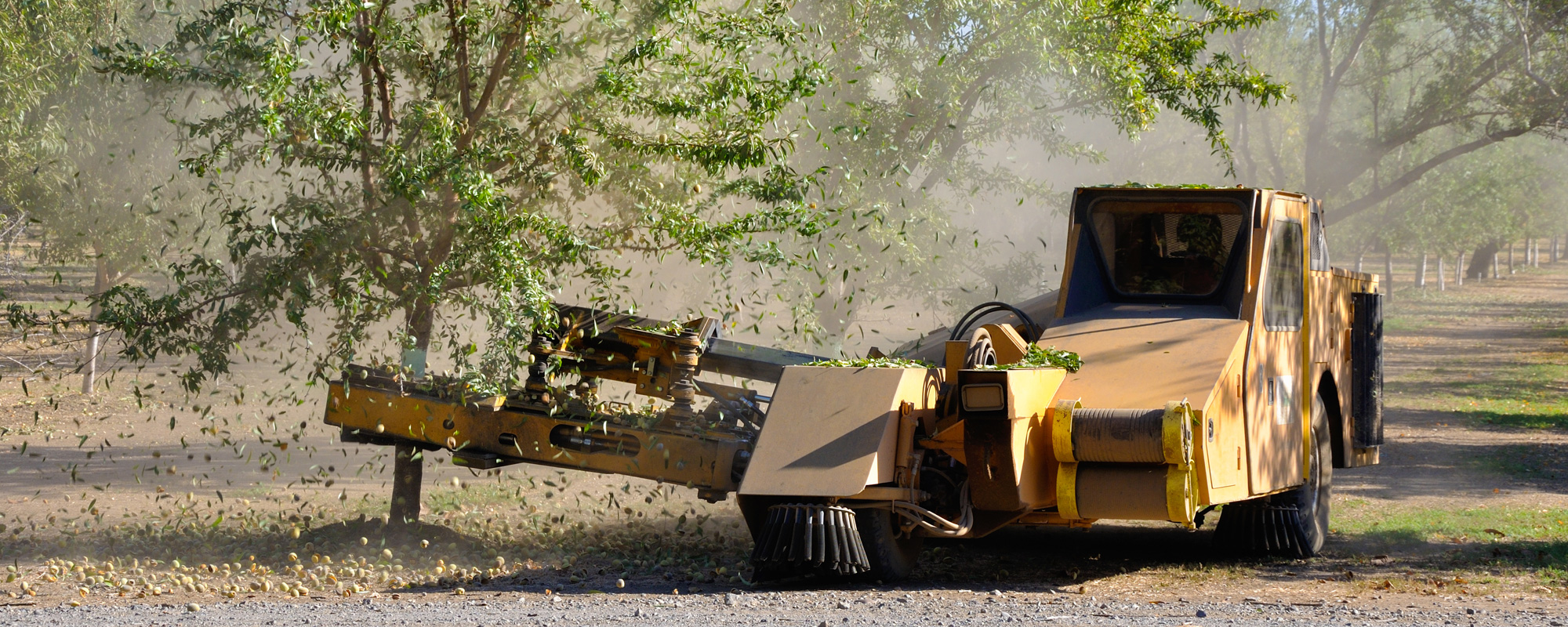 Tree shaker knocking almonds for harvest.